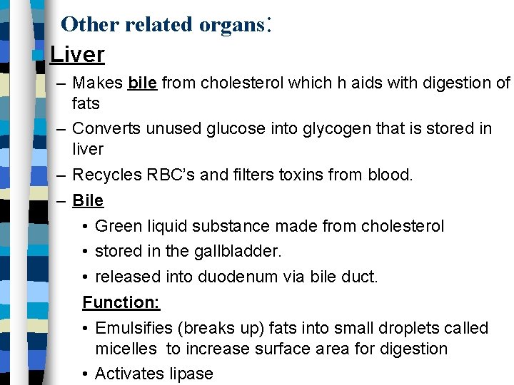Other related organs: Liver – Makes bile from cholesterol which h aids with digestion