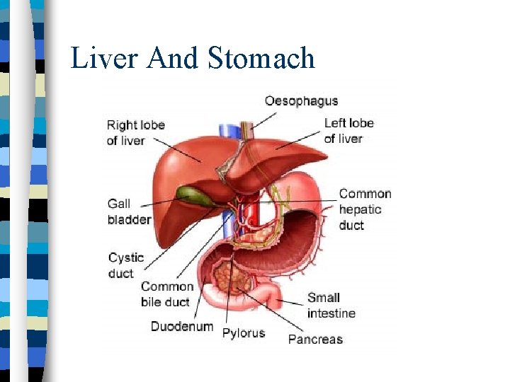 Liver And Stomach 