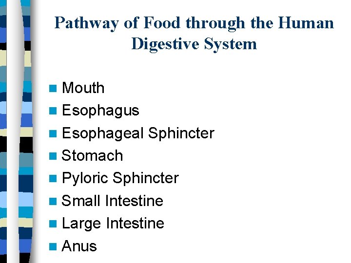 Pathway of Food through the Human Digestive System Mouth Esophagus Esophageal Sphincter Stomach Pyloric