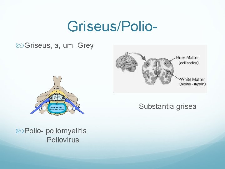 Griseus/Polio Griseus, a, um- Grey Substantia grisea Polio- poliomyelitis Poliovirus 
