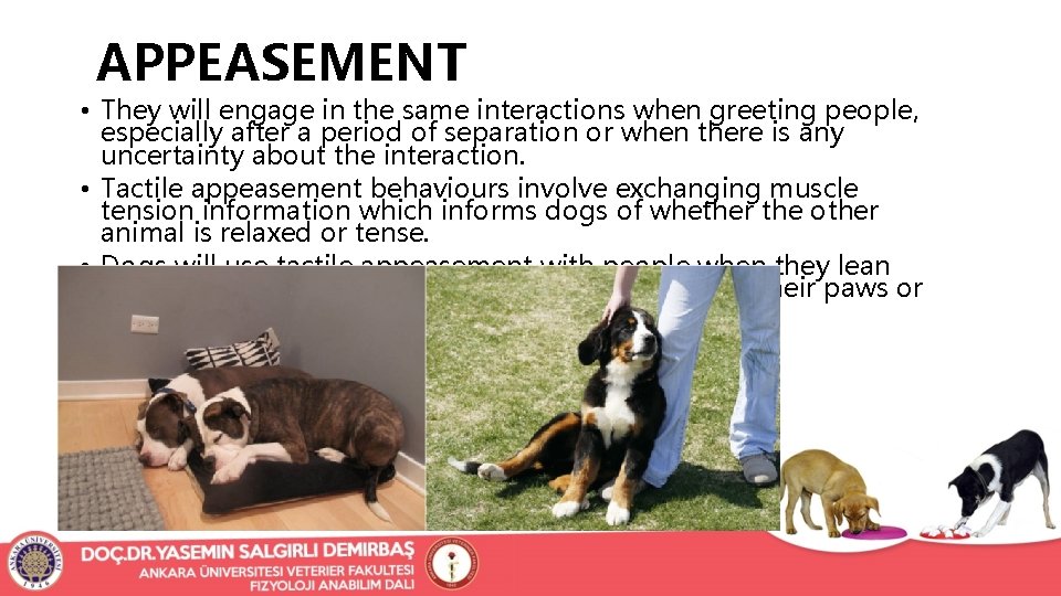 APPEASEMENT • They will engage in the same interactions when greeting people, especially after