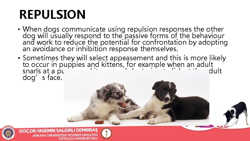 REPULSION • When dogs communicate using repulsion responses the other dog will usually respond