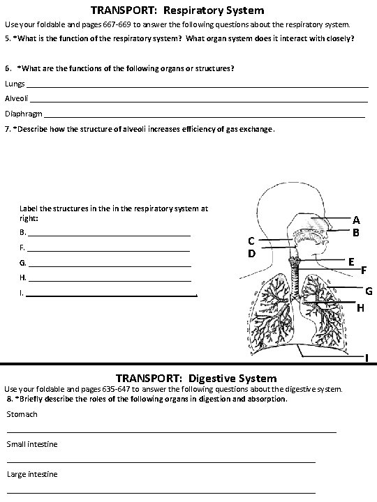 TRANSPORT: Respiratory System Use your foldable and pages 667 -669 to answer the following