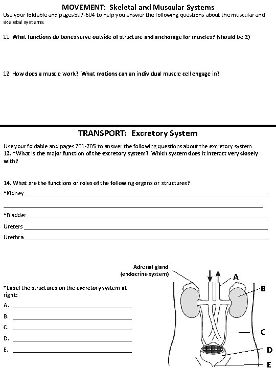 MOVEMENT: Skeletal and Muscular Systems Use your foldable and pages 597 -604 to help