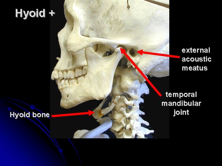 Hyoid + external acoustic meatus Hyoid bone temporal mandibular joint 