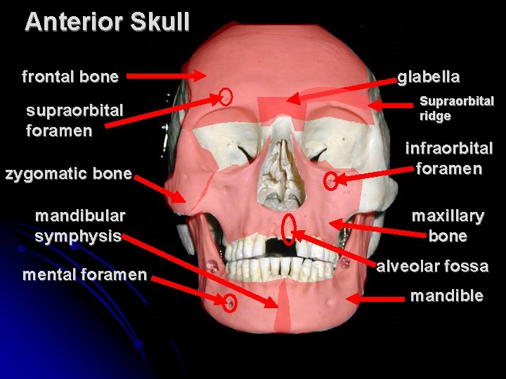 Anterior Skull frontal bone supraorbital foramen zygomatic bone mandibular symphysis mental foramen glabella Supraorbital