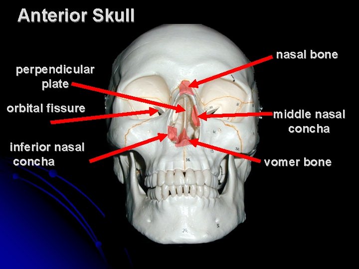 Anterior Skull nasal bone perpendicular plate orbital fissure inferior nasal concha middle nasal concha