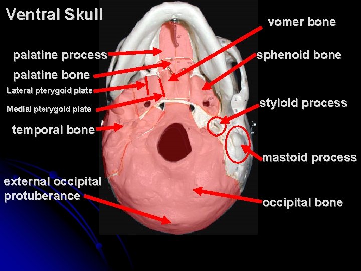 Ventral Skull palatine process vomer bone sphenoid bone palatine bone Lateral pterygoid plate Medial