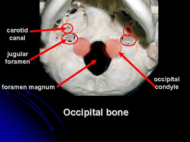 carotid canal jugular foramen occipital condyle foramen magnum Occipital bone 