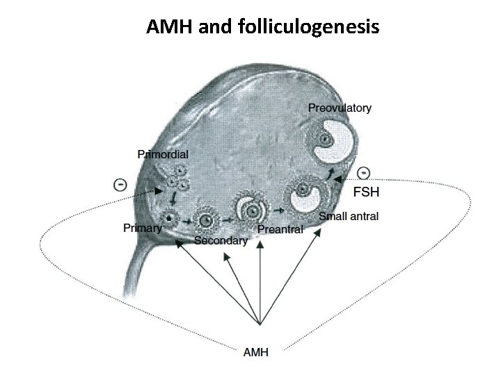 AMH and folliculogenesis 