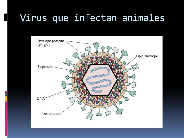 Virus que infectan animales 