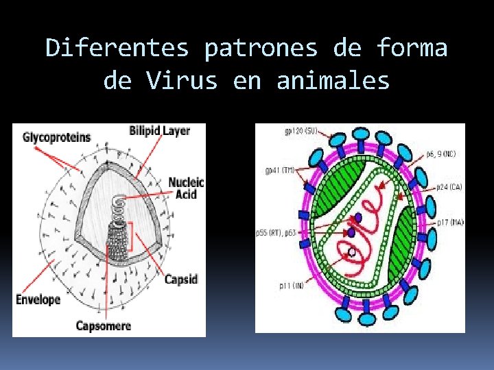 Diferentes patrones de forma de Virus en animales 