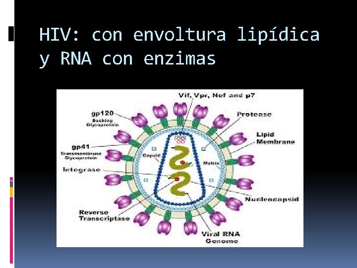 HIV: con envoltura lipídica y RNA con enzimas 