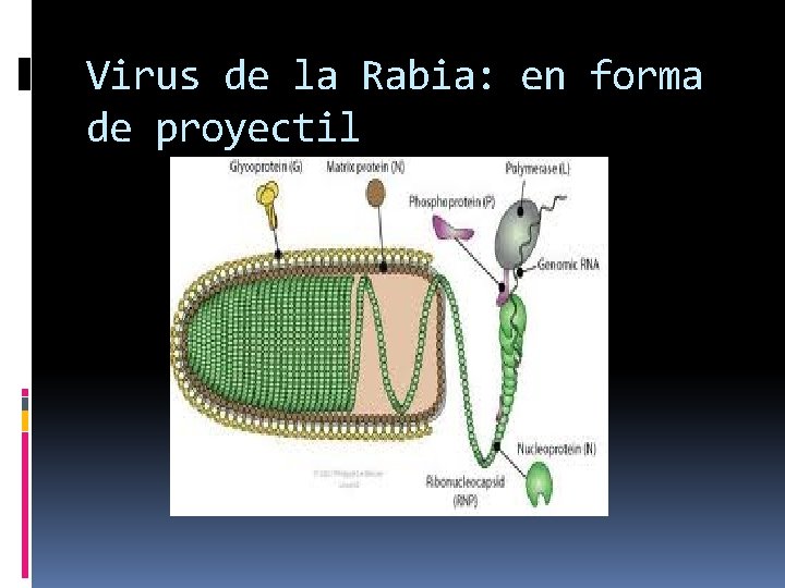 Virus de la Rabia: en forma de proyectil 