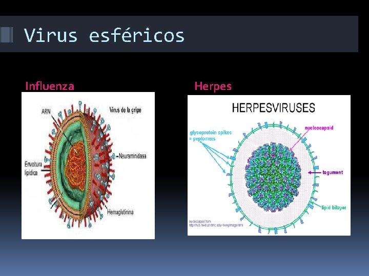 Virus esféricos Influenza Herpes 