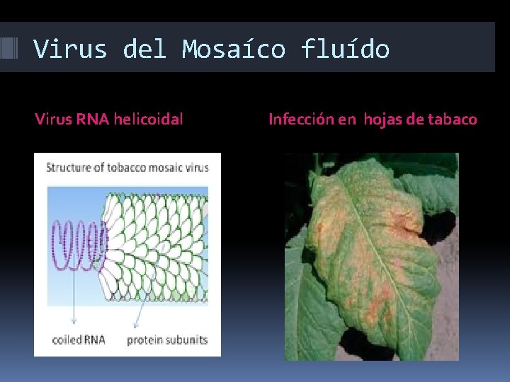 Virus del Mosaíco fluído Virus RNA helicoidal Infección en hojas de tabaco 