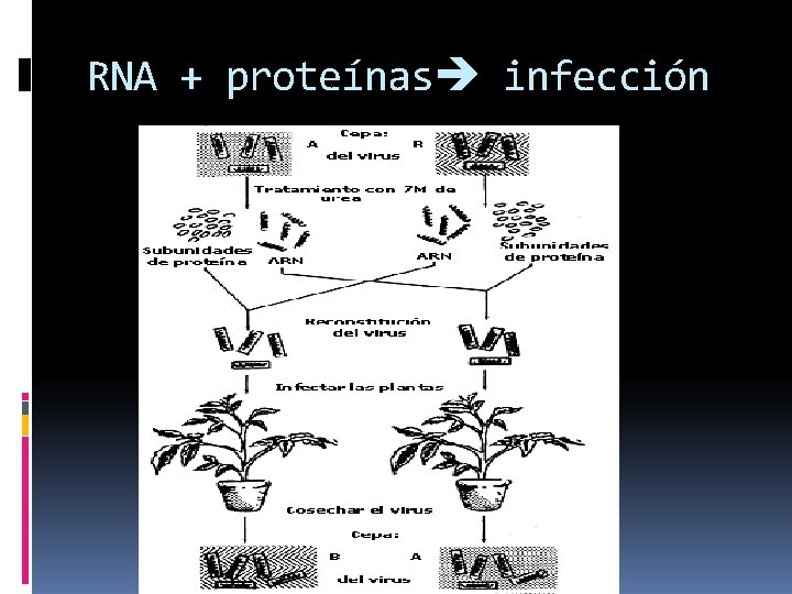 RNA + proteínas infección 