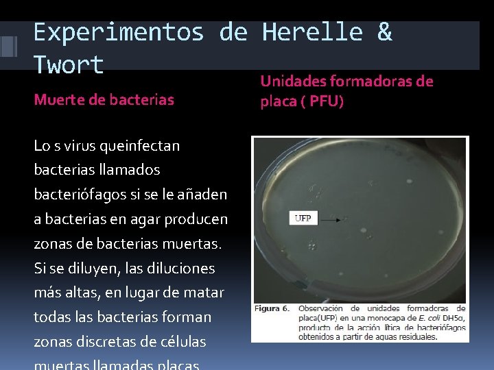 Experimentos de Herelle & Twort Unidades formadoras de Muerte de bacterias Lo s virus