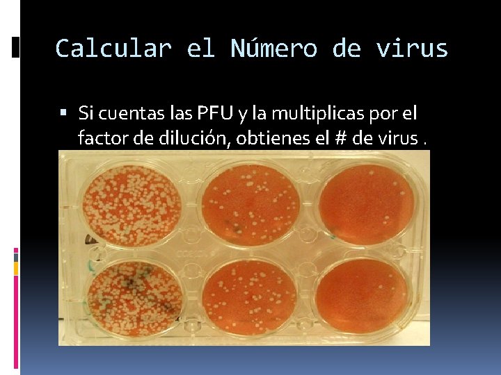 Calcular el Número de virus Si cuentas las PFU y la multiplicas por el