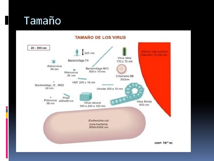 Tamaño 
