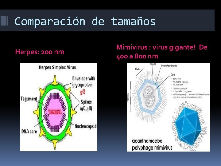 Comparación de tamaños Herpes: 200 nm Mimivirus : virus gigante! De 400 a 800