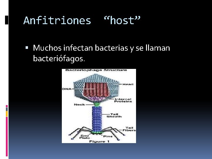 Anfitriones “host” Muchos infectan bacterias y se llaman bacteriófagos. 