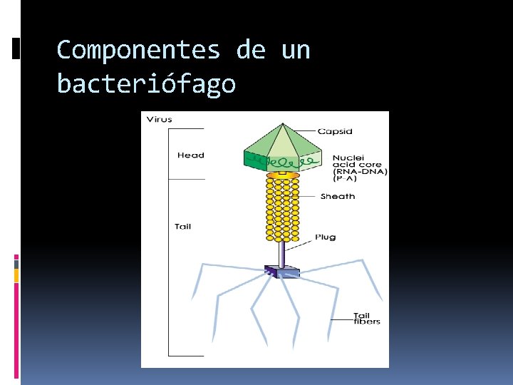 Componentes de un bacteriófago 