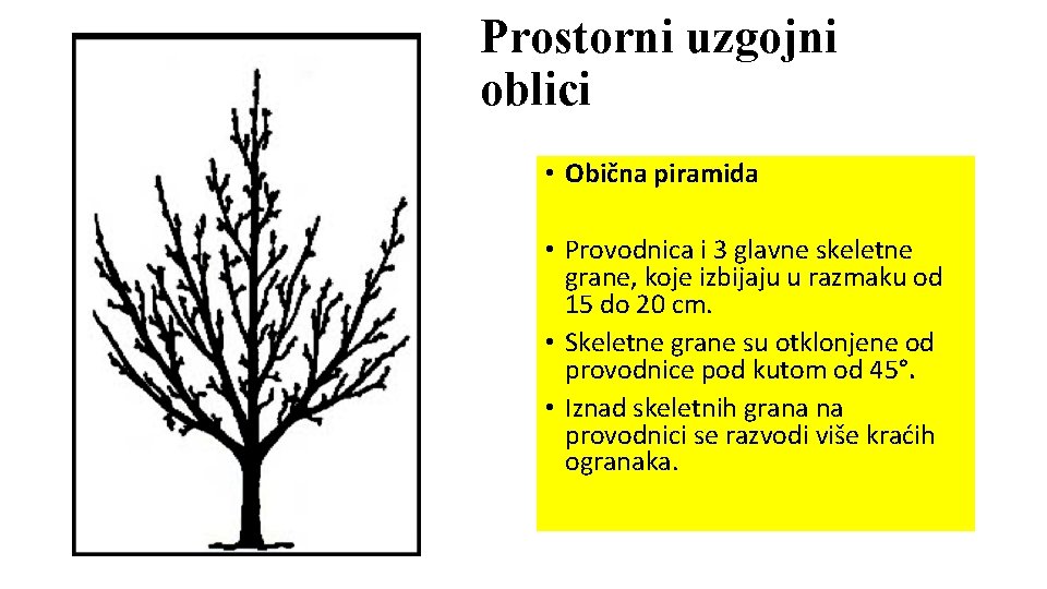 Prostorni uzgojni oblici • Obična piramida • Provodnica i 3 glavne skeletne grane, koje