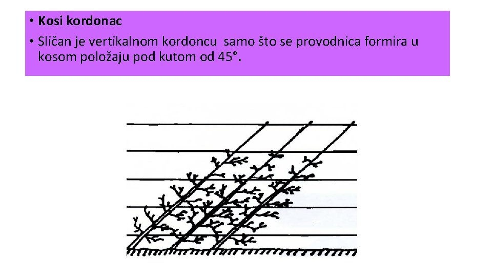  • Kosi kordonac • Sličan je vertikalnom kordoncu samo što se provodnica formira