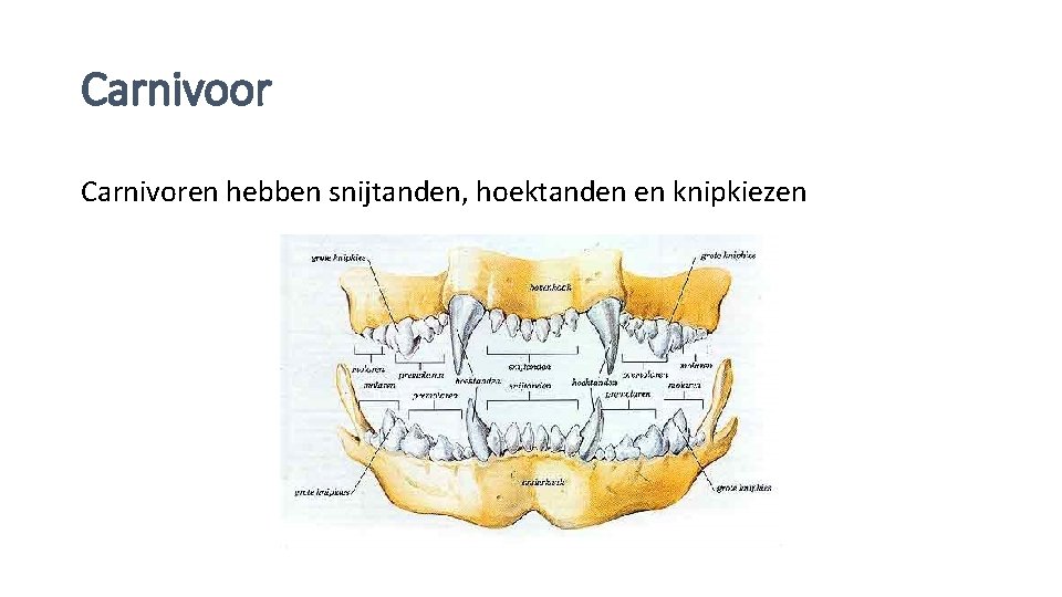 Carnivoor Carnivoren hebben snijtanden, hoektanden en knipkiezen 