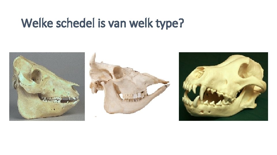 Welke schedel is van welk type? 