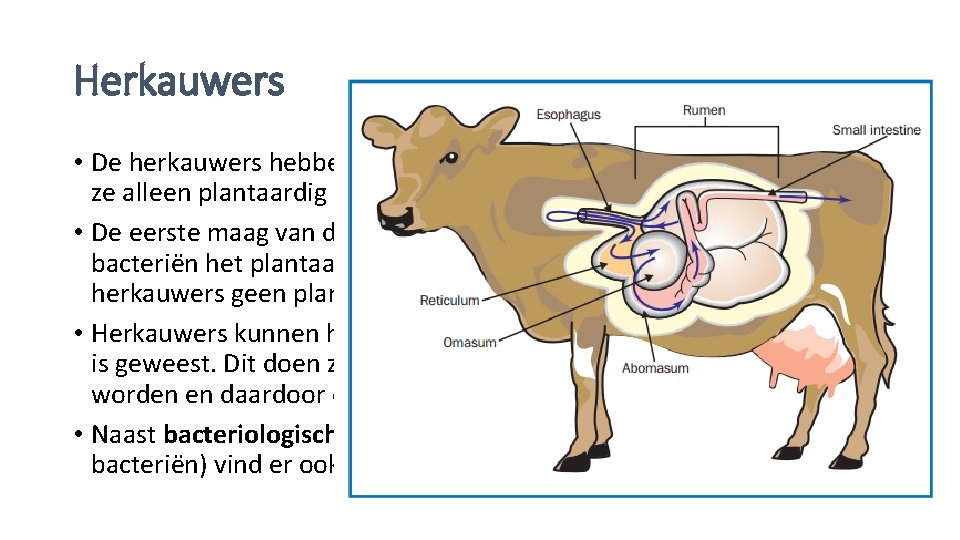 Herkauwers • De herkauwers hebben meerdere magen, dat hebben zij nodig omdat ze alleen