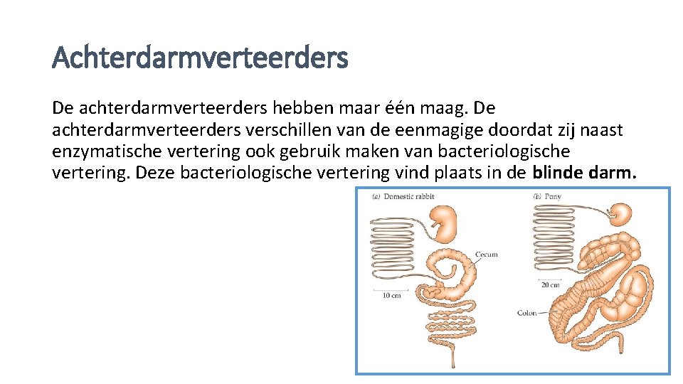 Achterdarmverteerders De achterdarmverteerders hebben maar één maag. De achterdarmverteerders verschillen van de eenmagige doordat