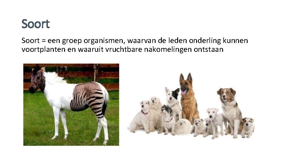 Soort = een groep organismen, waarvan de leden onderling kunnen voortplanten en waaruit vruchtbare
