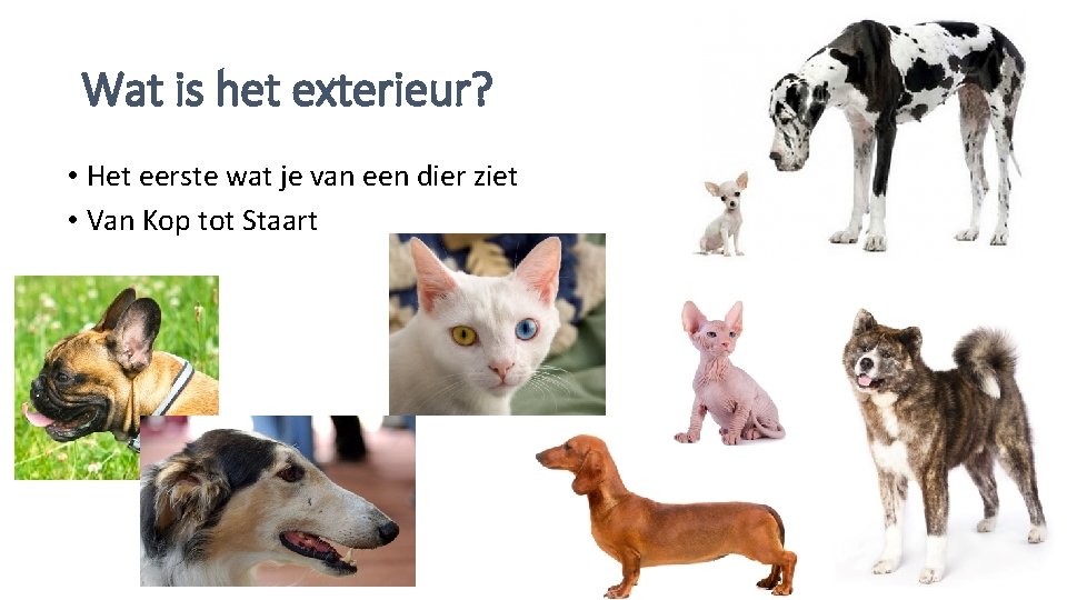 Wat is het exterieur? • Het eerste wat je van een dier ziet •