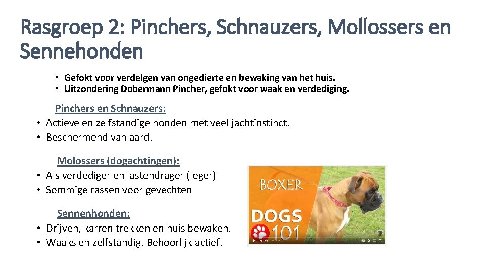 Rasgroep 2: Pinchers, Schnauzers, Mollossers en Sennehonden • Gefokt voor verdelgen van ongedierte en