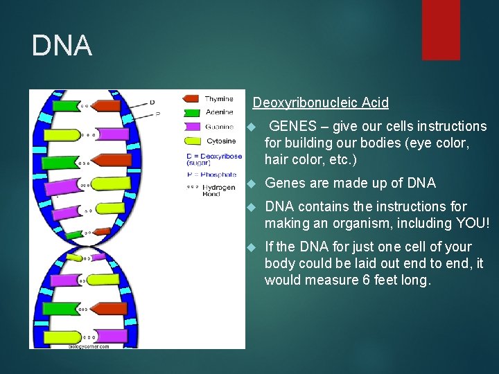 DNA Deoxyribonucleic Acid GENES – give our cells instructions for building our bodies (eye