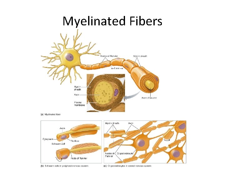 Myelinated Fibers 