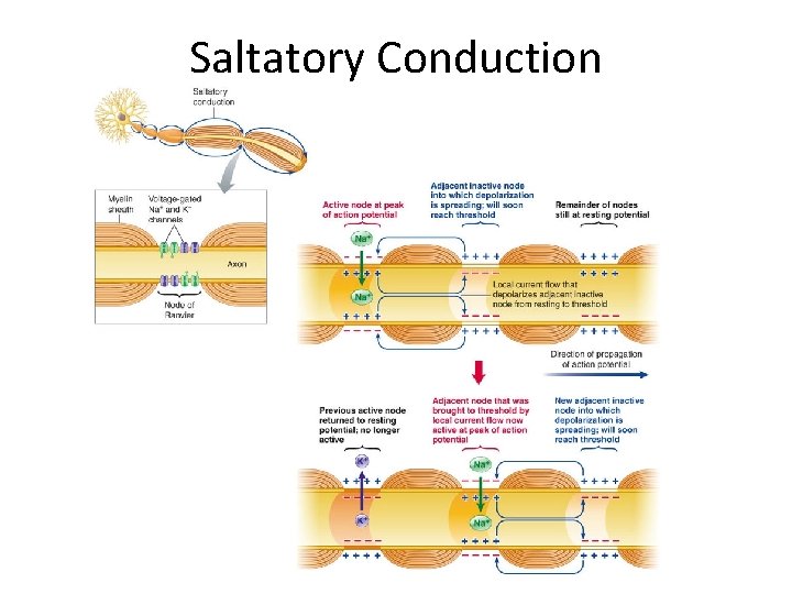 Saltatory Conduction 