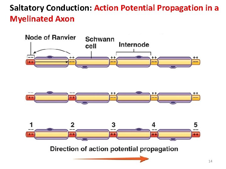 Saltatory Conduction: Action Potential Propagation in a Myelinated Axon 14 