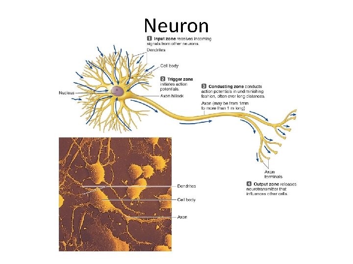 Neuron 