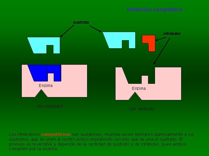 Inhibición competitiva sustrato inhibidor Enzima Sin inhibidor Enzima con inhibidor Los inhibidores competitivos son