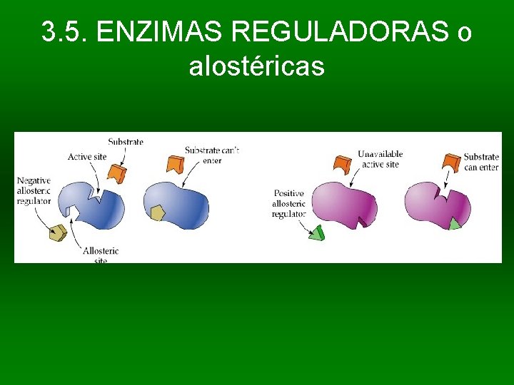 3. 5. ENZIMAS REGULADORAS o alostéricas 