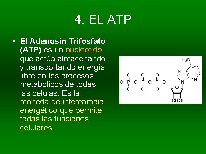 4. EL ATP • El Adenosín Trifosfato (ATP) es un nucleótido que actúa almacenando