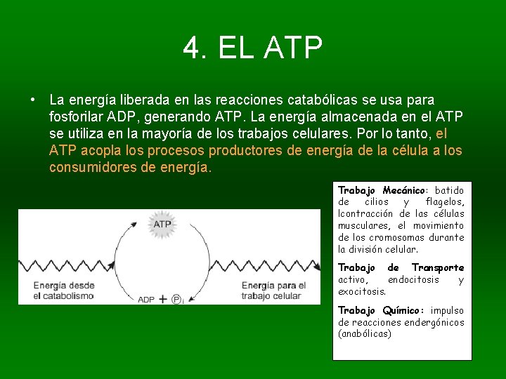 4. EL ATP • La energía liberada en las reacciones catabólicas se usa para