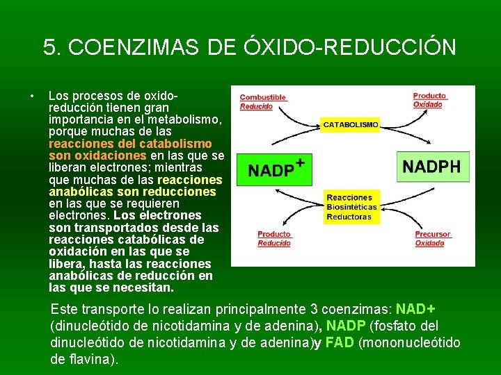 5. COENZIMAS DE ÓXIDO-REDUCCIÓN • Los procesos de oxidoreducción tienen gran importancia en el