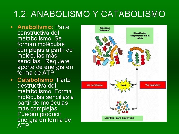 1. 2. ANABOLISMO Y CATABOLISMO • Anabolismo: Parte constructiva del metabolismo. Se forman moléculas