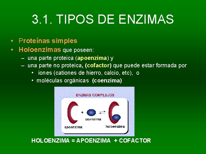 3. 1. TIPOS DE ENZIMAS • Proteínas simples • Holoenzimas que poseen: – una