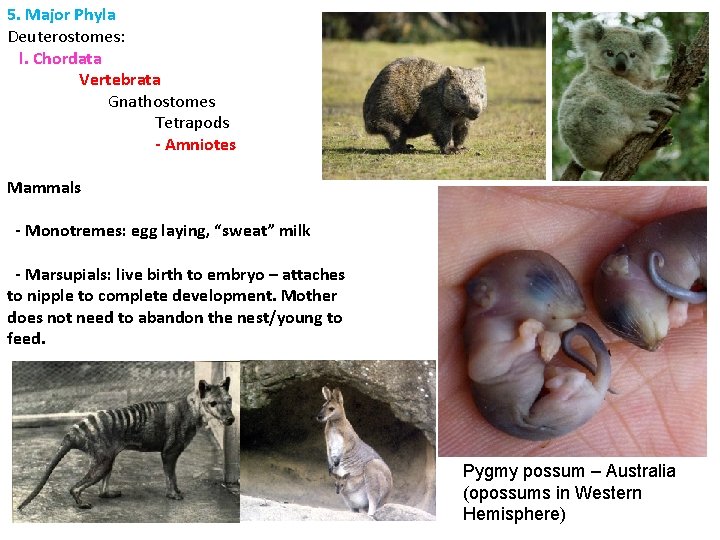 5. Major Phyla Deuterostomes: l. Chordata Vertebrata Gnathostomes Tetrapods - Amniotes Mammals - Monotremes: