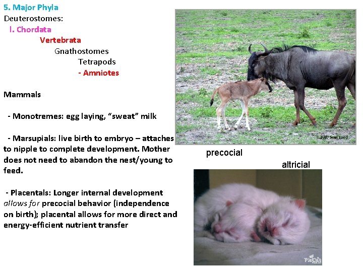 5. Major Phyla Deuterostomes: l. Chordata Vertebrata Gnathostomes Tetrapods - Amniotes Mammals - Monotremes: